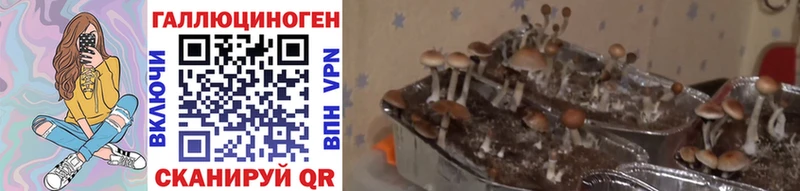Галлюциногенные грибы GOLDEN TEACHER  Ленск 
